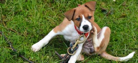 infestaciones pulgas perros